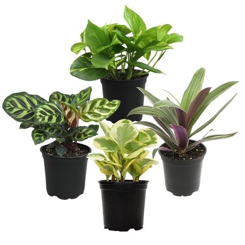 Essential houseplant - essential,
